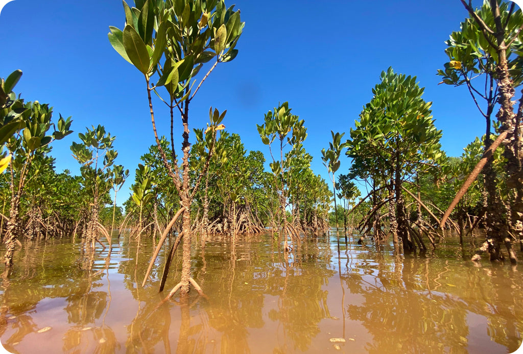 Betalen met een app en tegelijkertijd een boom planten? Dat kan met Bonsai!